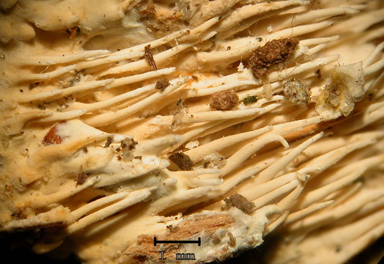 Una crosta a lunghi denti - foto 6727 (Dentipellis fragilis)